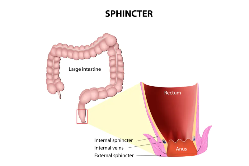 Sphincter